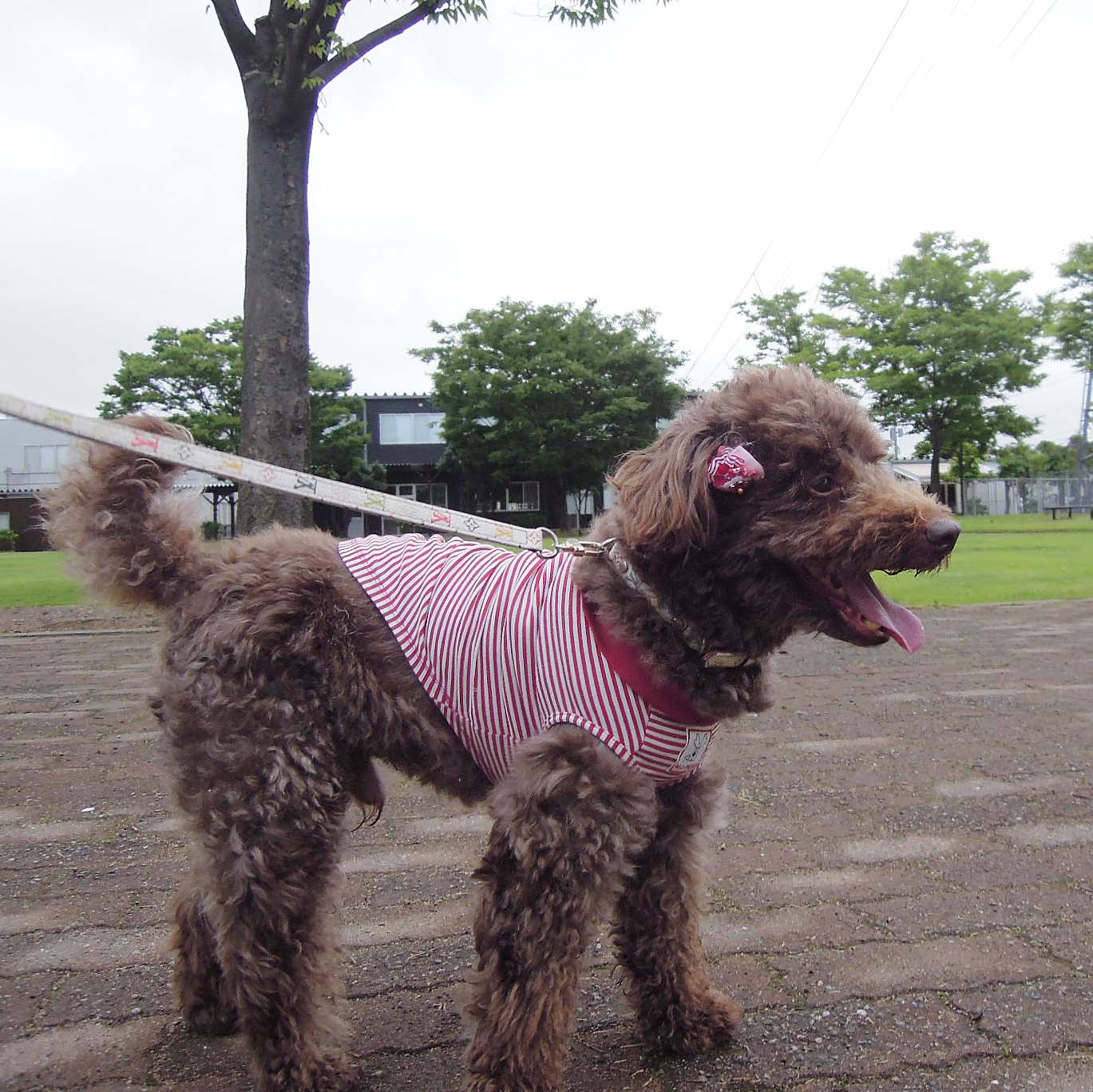 いよいよサマータイム、BOWhausの季節です。_c0243082_14533878.jpg