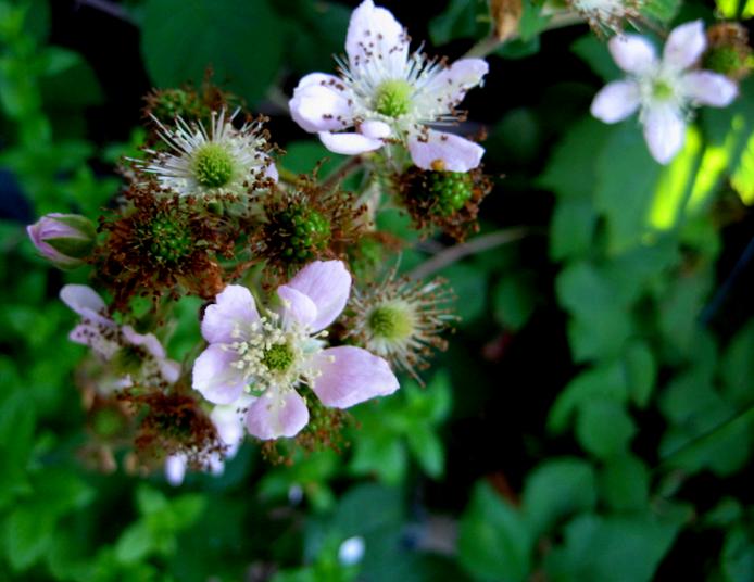 a0243183_640542.jpg