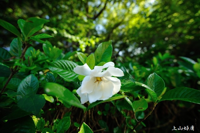 夏の花たち_e0092186_2346389.jpg