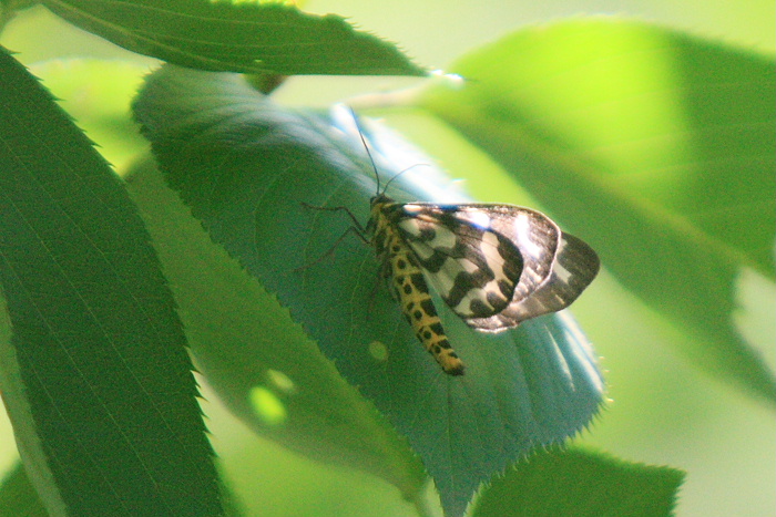 2012年6月22日　日本庭園で見たイキモノ_c0241488_21573315.jpg