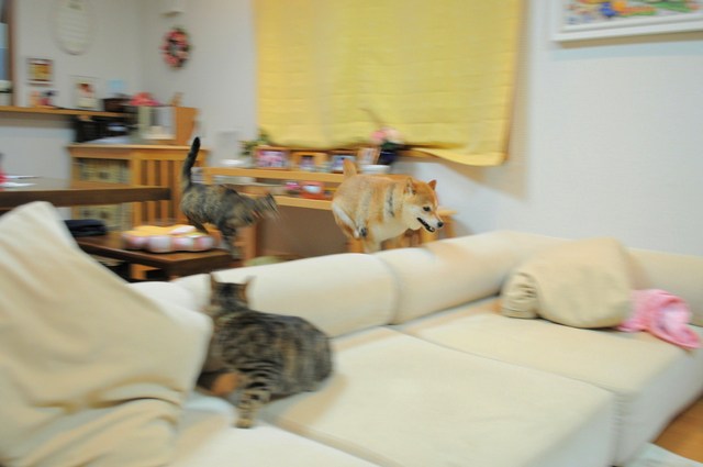 かぼちゃんだって_a0126590_5112561.jpg