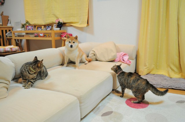 かぼちゃんだって_a0126590_5143867.jpg