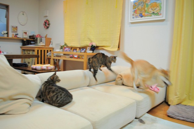 かぼちゃんだって_a0126590_519567.jpg