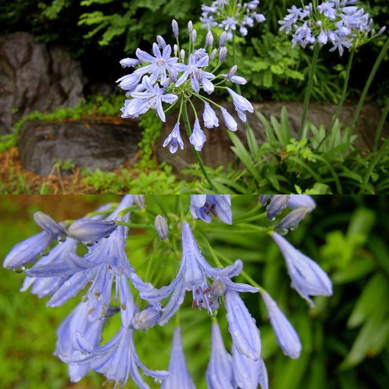 梅雨の公園散歩_b0138101_23243891.jpg