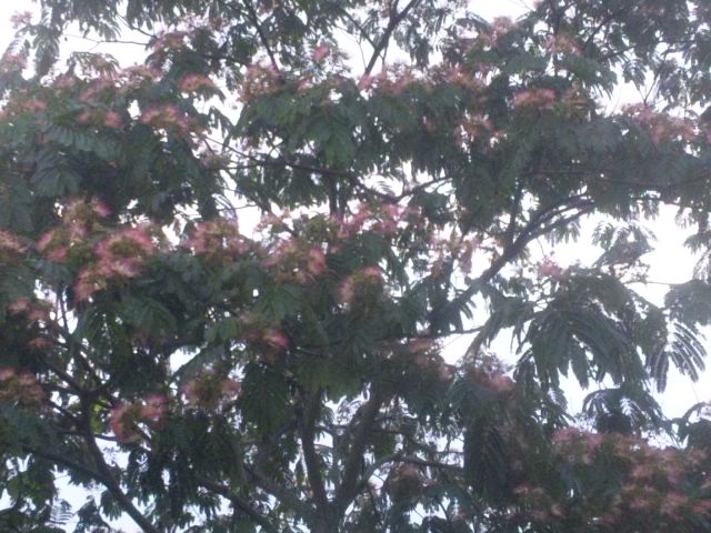 b0220002_19212759.jpg