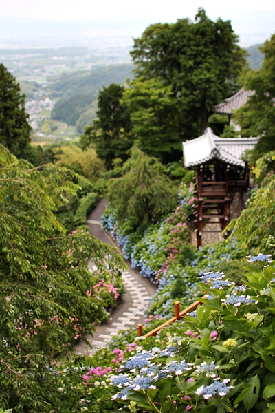 あじさい2012@善峰寺_c0228404_14314037.jpg