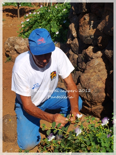 ケッパーの収穫真っ最中 シチリア食通信 時々イタリア