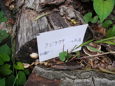 すみれば自然講座2_b0049307_1343294.jpg