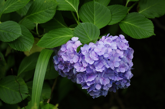 鎌倉　長谷寺　紫陽花　１_b0151409_23263637.jpg