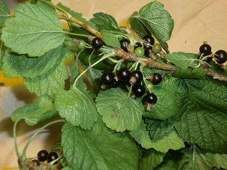 f0079111_23363681.jpg