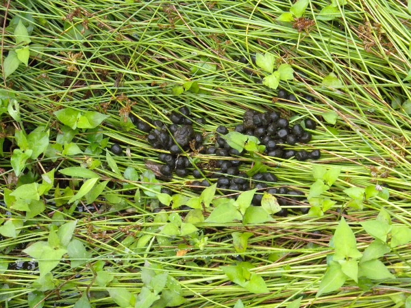 e0002314_17973.jpg
