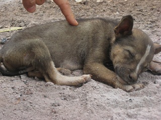 12、番外編、ラオスの動物達_d0030915_19283138.jpg