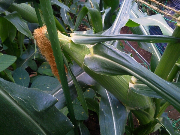 c0246826_13571282.jpg