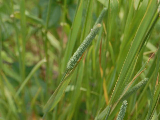 大粟還り オオアワガエリ 花の仲間調べ 大粟還り オオアワガエリ 花の仲間調べ
