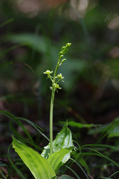 コクラン　(緑花)_c0192827_9292657.jpg