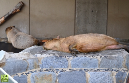 6月24日の動物たち_a0230833_8462340.jpg