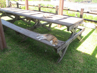 7月3日 サマ~_b0158746_1515496.jpg
