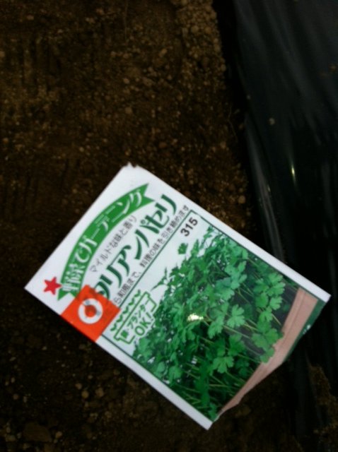 8月後半からの葉物達 今朝はTさんが参加です・・。_c0222448_12191683.jpg