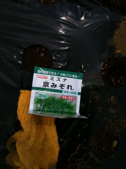 8月後半からの葉物達 今朝はTさんが参加です・・。_c0222448_12192442.jpg