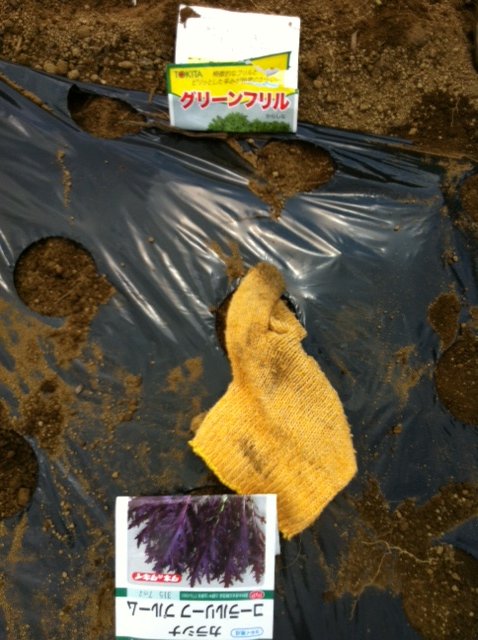 8月後半からの葉物達 今朝はTさんが参加です・・。_c0222448_12193422.jpg