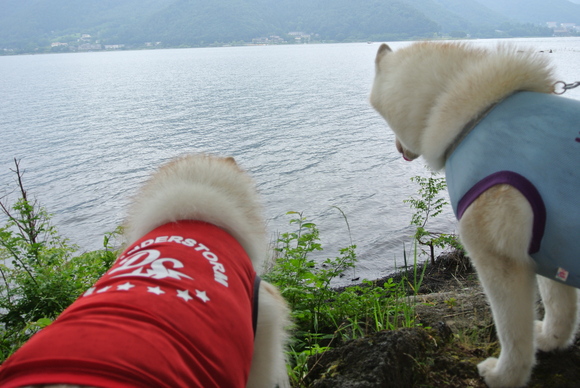 ７月１日（日）日帰り旅行②（ラベンダー祭なのだ♪）_e0121548_2259297.jpg