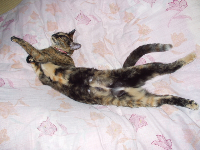 伸びやかに眠り 腕組みをする猫 猫と箱 カルトナージュとちいさな楽しみの日々