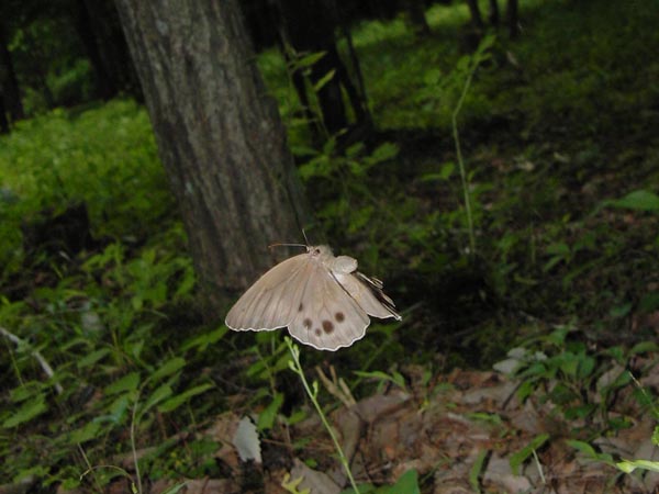 c0045352_19275928.jpg