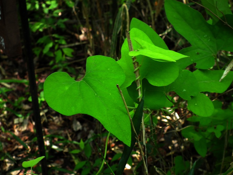 丹沢馬の鈴草_a0018655_142552.jpg