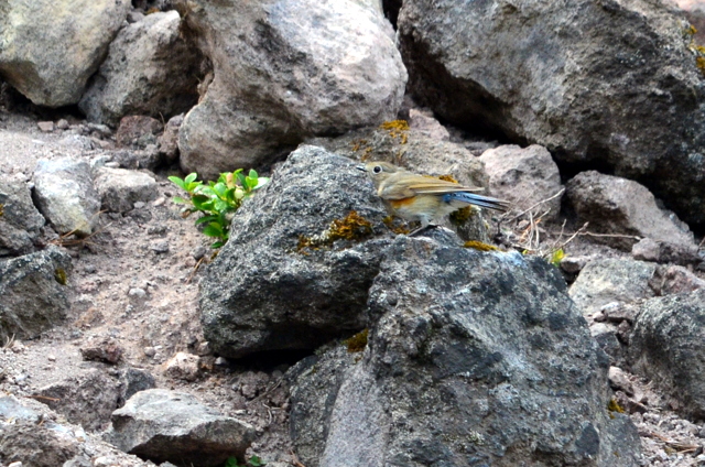b0165760_20115771.jpg