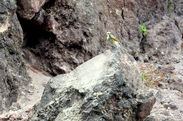 b0165760_2014129.jpg