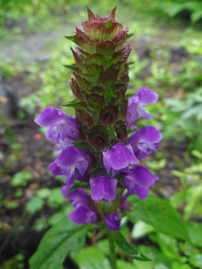 軽井沢町植物園_d0155761_0435171.jpg