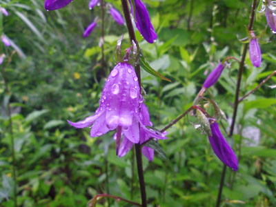 軽井沢町植物園_d0155761_0464558.jpg