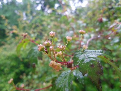 軽井沢町植物園_d0155761_0471326.jpg