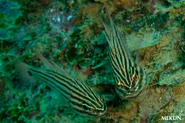e0158261_5325881.jpg