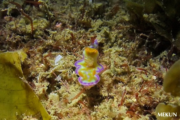 e0158261_5335199.jpg