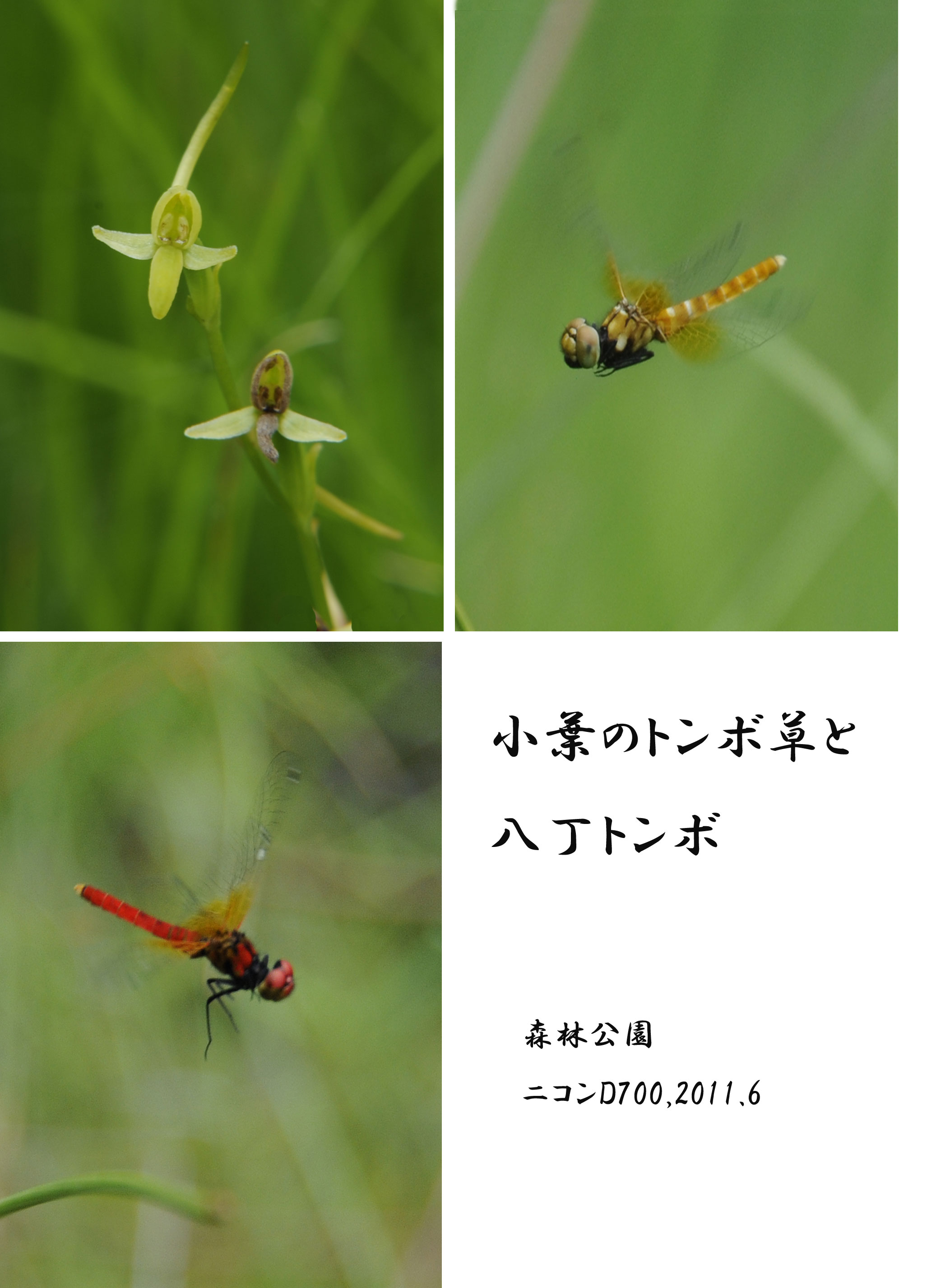 東海小モウセンゴケと小葉のトンボ草 Photokiti写真日誌