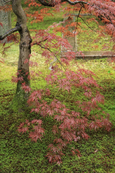 雨の東福寺・開山堂へ_b0055171_041369.jpg