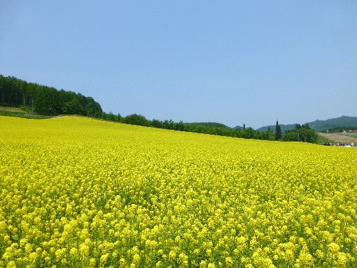 d0084473_1671329.jpg