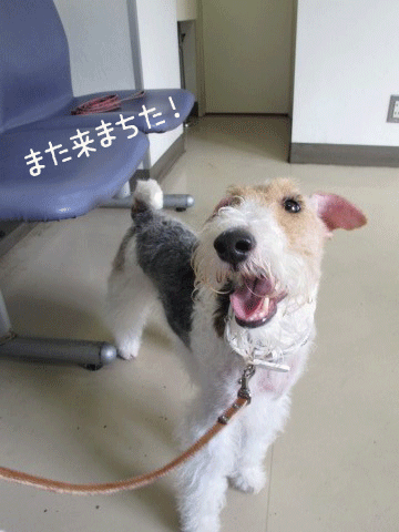 c0070377_2115749.gif