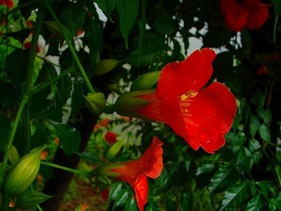 7月3日　【雨　雨　雨】_a0185880_17101850.jpg