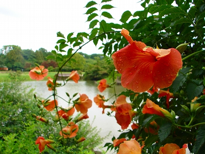 7月3日　【雨　雨　雨】_a0185880_17155852.jpg