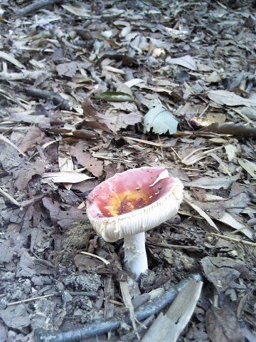 c0135480_1754869.jpg