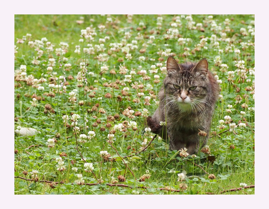  ジプシーかあさんと5匹の子猫達　2_c0129381_1585814.jpg