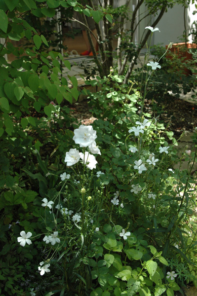 c0026690_20533660.jpg
