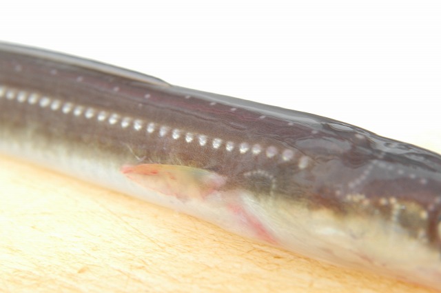 ハカリメ_d0268290_194426.jpg