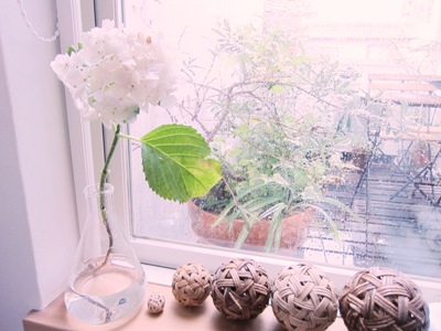 梅雨の紫陽花_d0249193_20463629.jpg