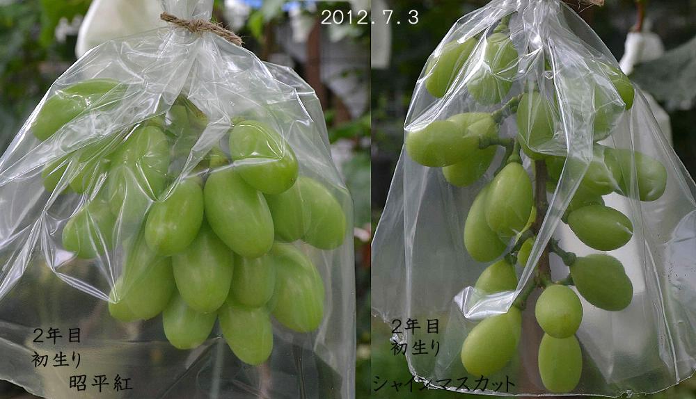 3年目ぶどう 赤嶺 の現況 と ぶどう挿し木の鉢上げなど 趣味の 果樹 今年も ぶどう と 新たに 桜桃 に注力 3年目ぶどう 赤嶺 の現況 と ぶどう挿し木の鉢上げなど 趣味の 果樹 今年も ぶどう と 新たに 桜桃 に注力
