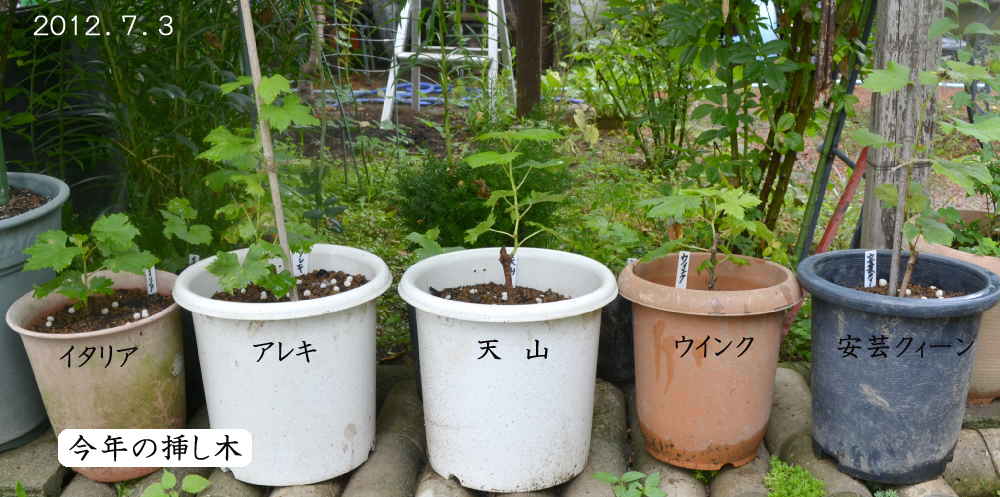 3年目ぶどう 赤嶺 の現況 と ぶどう挿し木の鉢上げなど 趣味の 果樹 今年も ぶどう と 新たに 桜桃 に注力 3年目ぶどう 赤嶺 の現況 と ぶどう挿し木の鉢上げなど 趣味の 果樹 今年も ぶどう と 新たに 桜桃 に注力