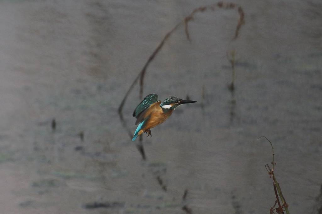 カワセミ若鳥のホバリング、蓮池の若鳥／香りをどうぞ！！_b0024798_10241729.jpg