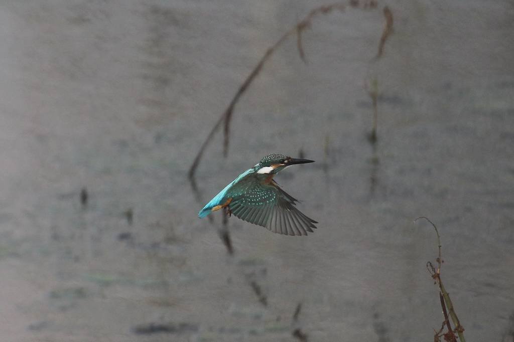 カワセミ若鳥のホバリング、蓮池の若鳥／香りをどうぞ！！_b0024798_10242423.jpg